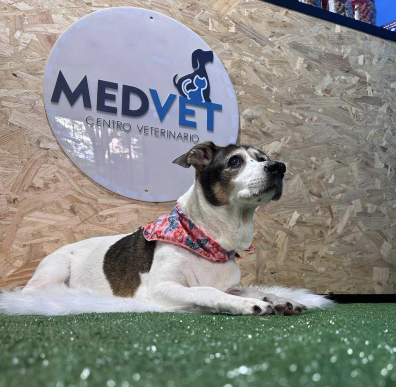 Centro Veterinario Medvet